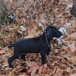 Binx - German Shorthaired Pointer puppy in Mechanicsville, Iowa from Apple River Sporting and Detection Dogs
