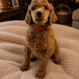Turbo - Red  male Poodle puppy in Mount Vernon, Illinois from AMC Poodles