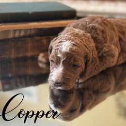 Copper - Red  Poodle puppy in Dayton, Texas from Wolfe Island Poodles