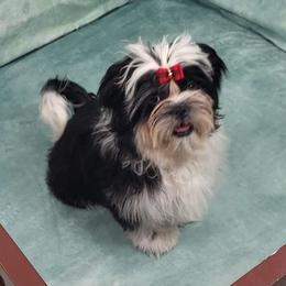 Ike AKC - Black and white male Shih Tzu puppy in Troutville, Virginia from Mountain Pass Barn