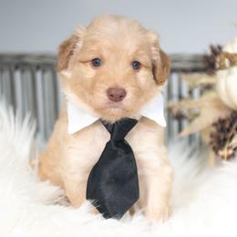 Sol - Gold male Bordoodle puppy in Conway, Missouri from 2J 2K Bordoodles