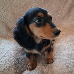 S'mores - Black and tan female Dachshund puppy in Clarkston, Michigan from Dax Place