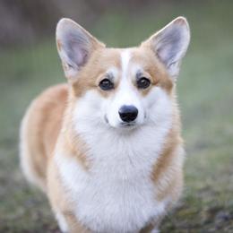 Kia - Pembroke Welsh Corgi