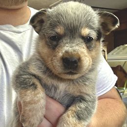Girl 3 - Blue speckled female Australian Cattle Dog puppy in Hurley, Virginia from BoardCamp Kennels-AKC Australian Cattle Dogs
