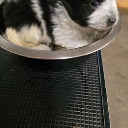 Finnick - Black parti male Pomeranian puppy in Chattanooga, Tennessee from Valley Poms