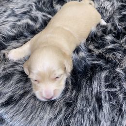 Dachshund Puppies from Saginaw Dachshunds