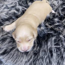 Dachshund Puppies from Saginaw Dachshunds