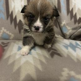 Mossy - Red male Pembroke Welsh Corgi puppy in Maupin, Oregon from Bailey Nannini