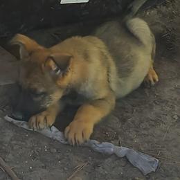 Mya - Sable female German Shepherd puppy in Montalba, Texas from LM German Shepherd Dogs