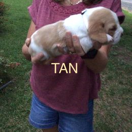Tan - Lemon and white male Basset Hound puppy in Valley, Alabama from Beverly's Bassets