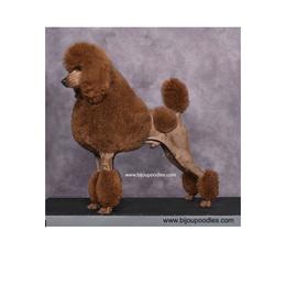 Poodle Puppies from Bijou Poodles