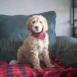 Goldendoodle Puppies from Doodle Me This Goldendoodles