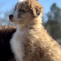 Payday - Red merle female Aussiedoodle puppy in Sheridan, Arkansas from Runnin’ Wild Ranch Aussies