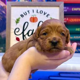 Feyre - Red female Cockapoo puppy in Liberty, Kentucky from Kentucky Cockapoos