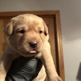Rona (white collar) - Yellow female Labrador Retriever puppy in Sparta, Wisconsin from Valley Creek Dog Boarding and Training