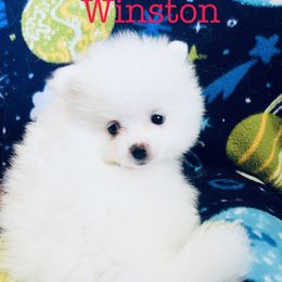 Winston - White male Pomeranian puppy in St. Louis, Missouri from Saint Louis Pomeranian babies