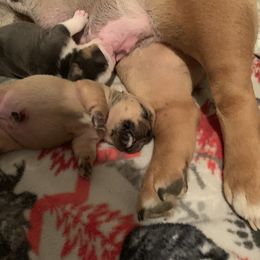 Bulldog and French Bulldog Puppies from Blues City Bulldogs