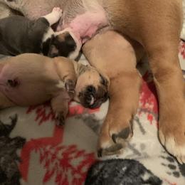 Bulldog and French Bulldog Puppies from Blues City Bulldogs