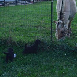 Poodle Puppies from D and D Standard Poodles