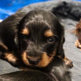 JAX - Black and tan male Dachshund puppy in Paradise, Texas from C and J Minis