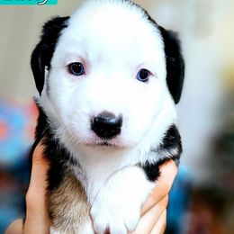 Kitty - Black tri female Miniature Australian Shepherd puppy in Punta Gorda, Florida from Christie's Creekside Aussies