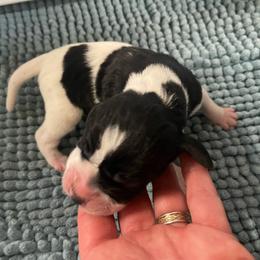 Spring Green - Black and white male Pointer puppy in Olympia, Washington from Birdsboro Pointers