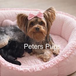 Yorkshire Terrier Puppies from Peters Pups AKC Yorkshire Terriers