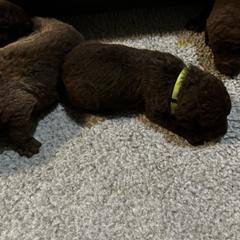 Girl 7 - Chesapeake Bay Retriever puppy from Rebecca's Chesapeake Bay Retrievers