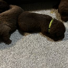 Girl 7 - Chesapeake Bay Retriever puppy from Rebecca's Chesapeake Bay Retrievers