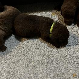 Girl 7 - Chesapeake Bay Retriever puppy from Rebecca's Chesapeake Bay Retrievers