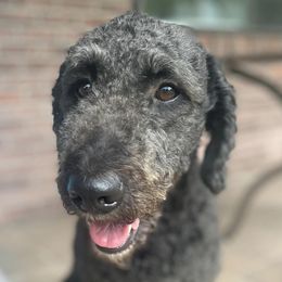 Bernedoodles from Brown’s Bernedoodles