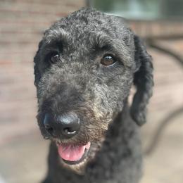 Bernedoodles from Brown’s Bernedoodles
