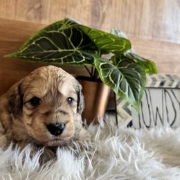 Norman Wade - Merle-sable male Saint Berdoodle puppy in Mesa, Arizona from Desert Bohunk Doodles and Branded Bullies