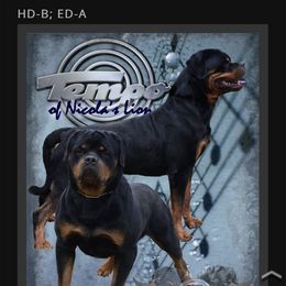 Tempo - Rottweiler