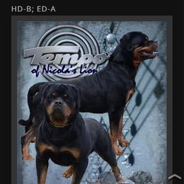 Tempo - Rottweiler