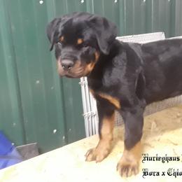 Rottweiler Puppies from Hurleyhaus Rottweilers