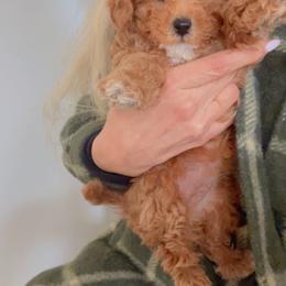 Stella - Caramel red female Australian Labradoodle puppy in Auburn, California from Poodles and Labradoodles breeder