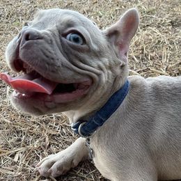 French Bulldogs from Eliteone Frenchies