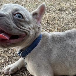French Bulldogs from Eliteone Frenchies
