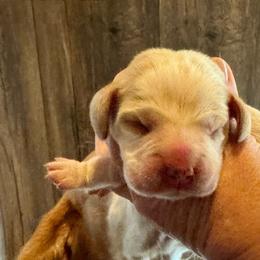 Patches - Red and white male Beagle puppy in Viper, Kentucky from Mountain Top