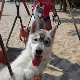 German Shepherd and Siberian Husky Puppies from Sstar