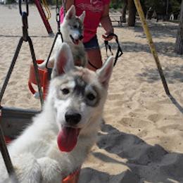 German Shepherd and Siberian Husky Puppies from Sstar