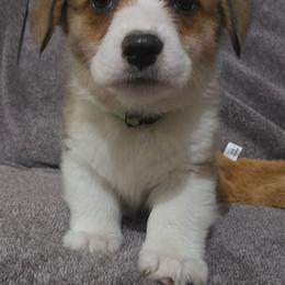 FRANKLIN - Sable male Pembroke Welsh Corgi puppy in Pilot Rock, Oregon from L2H Corgi's