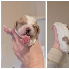 Apricot Parti - Red female Whoodle puppy in Kalispell, Montana from Countryman Whoodles