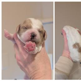 Apricot Parti - Red female Whoodle puppy in Kalispell, Montana from Countryman Whoodles