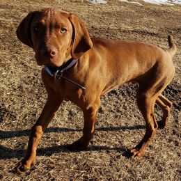 Vizsla All Grown Up from Mira Vizslas