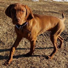 Vizsla All Grown Up from Mira Vizslas
