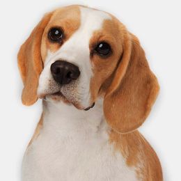 Beagle Puppies from Lokavi Beagles