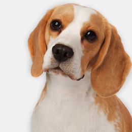 Beagle Puppies from Lokavi Beagles