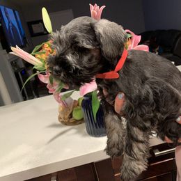 Miniature Schnauzer Puppies from Dirty Beard Mini Schnauzers